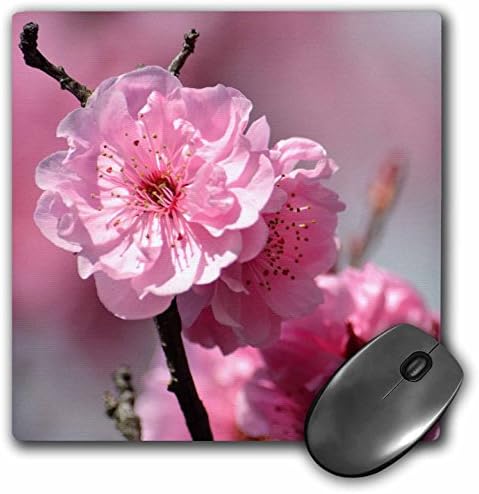 3drose LLC 8 X 8 X 0,25 palca podložka pod myš ružový kvet čerešňového kvetu