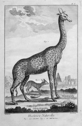 La Žirafa; Le Chevrotin